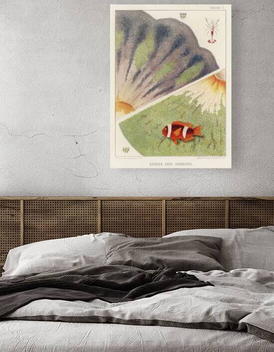 Barrier Reef Anemones from The Great Barrier Reef of Australia 1893 by William Saville-Kent 1845-1908.  by IStockHistory com