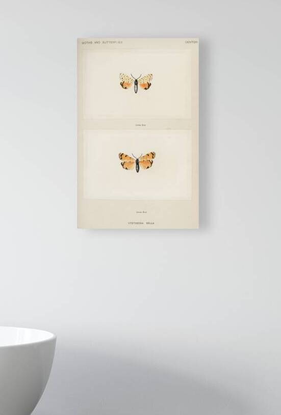 Bella Moth Utetheisia Bella from Moths and butterflies of the United States 1900 by Sherman F. Denton 1856-1937.  by IStockHistory com