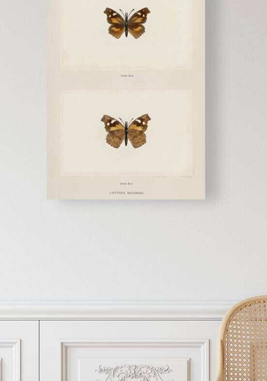 Snout Butterfly Libythea Bachmani from Moths and butterflies of the United States 1900 by Sherman F. Denton 1856-1937.  by IStockHistory com