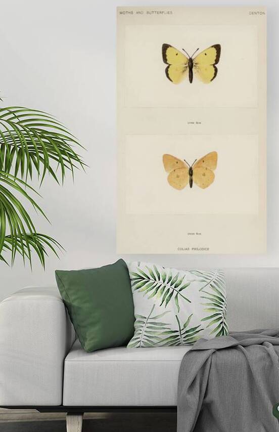 Clouded Sulphur Colias Philodice from Moths and butterflies of the United States 1900 by Sherman F. Denton 1856-1937.  by IStockHistory com