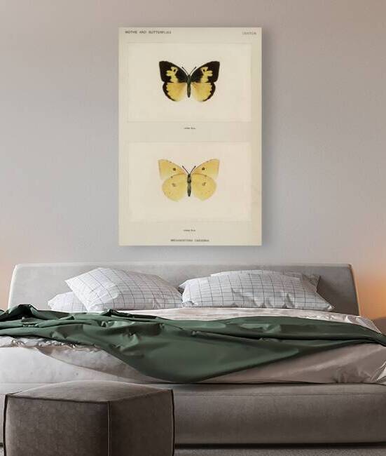 Southern Dogface Meganostoma Caesonia from Moths and butterflies of the United States 1900 by Sherman F. Denton 1856-1937.  by IStockHistory com