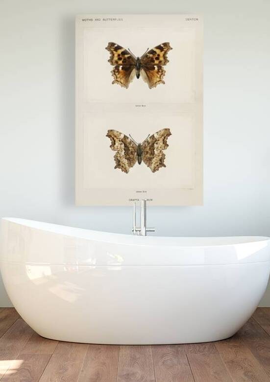 Compton Tortoiseshell Grapta J-Album from Moths and butterflies of the United States 1900 by Sherman F. Denton 1856-1937.  by IStockHistory com