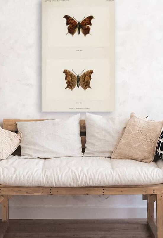 Question Mark Grapta Interrogationis from Moths and butterflies of the United States 1900 by Sherman F. Denton 1856-1937.  by IStockHistory com