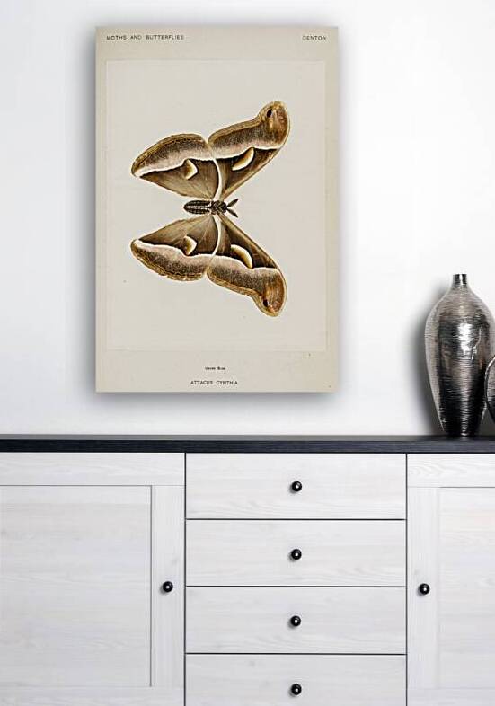 Ailanthus Silkmoth Attacus Cynthia from Moths and Butterflies of the United States 1900 by Sherman F. Denton 1856-1937.  by IStockHistory com