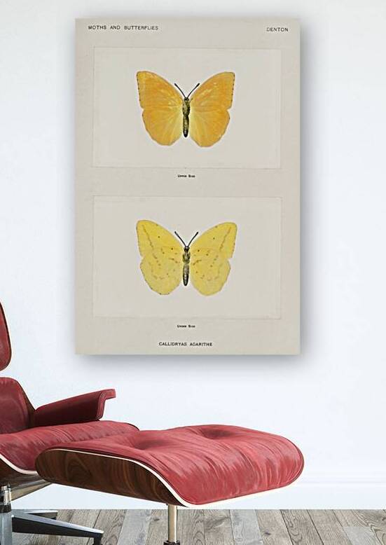 Orange Giant Sulphur Callidryas Agarithe from Moths and butterflies of the United States 1900 by Sherman F. Denton 1856-1937.  by IStockHistory com