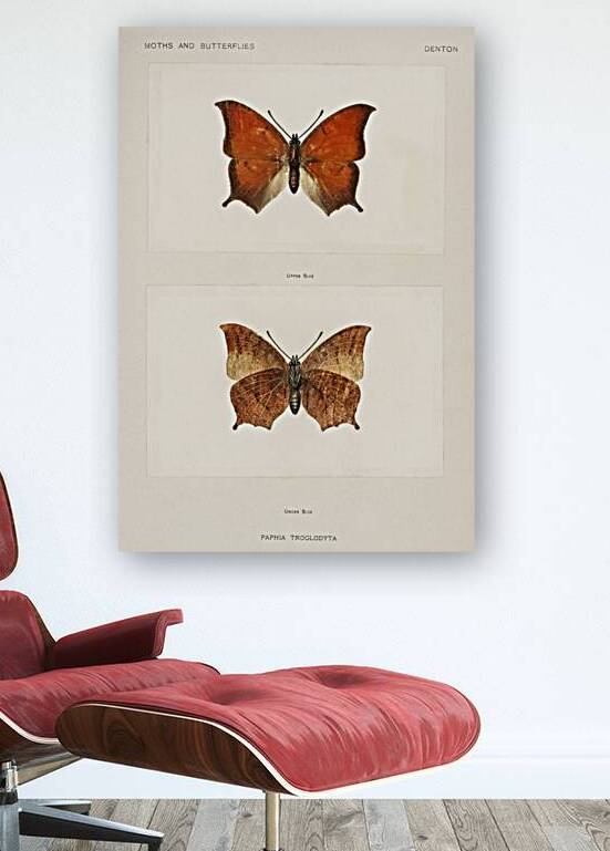 Tropical Leafwing Paphia Troglodyta from Moths and butterflies of the United States 1900 by Sherman F. Denton 1856-1937.  by IStockHistory com