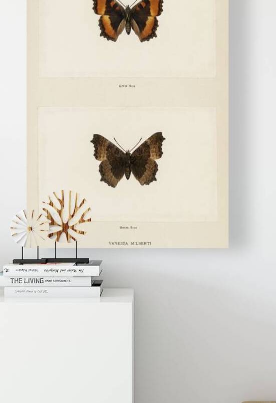 Fire-rim Tortoiseshell Vanessa Milberti from Moths and butterflies of the United States 1900 by Sherman F. Denton 1856-1937.  by IStockHistory com