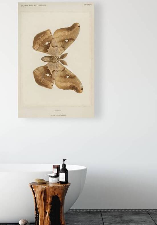 Polyphemus Moth Telea Polyphemus from Moths and Butterflies of the United States 1900 by Sherman F. Denton 1856-1937.  by IStockHistory com