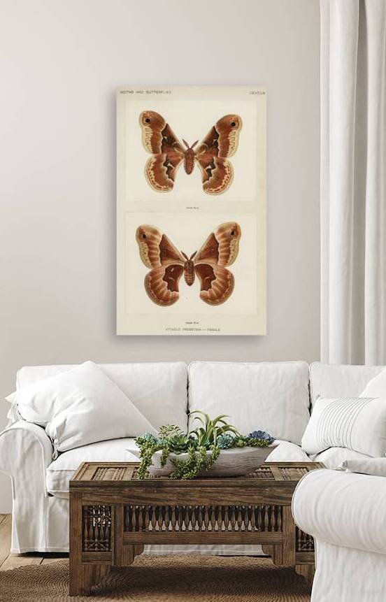 Promethea Silkmoth - Female Attacus Promethia from Moths and Butterflies of the United States 1900 by Sherman F. Denton 1856-1937.  by IStockHistory com