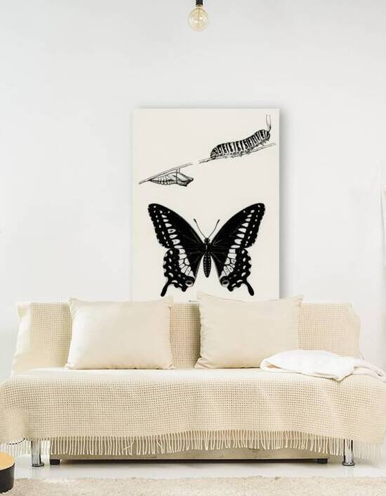 Metamorphosis of Papilio Butterfly from Moths and butterflies of the United States 1900 by Sherman F. Denton 1856-1937.  by IStockHistory com