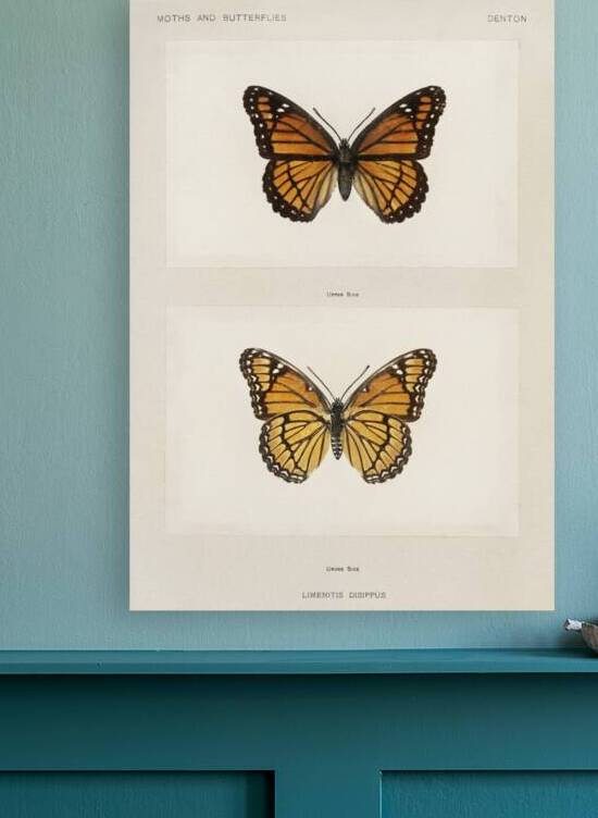 Viceroy Limenitis Disippus from Moths and butterflies of the United States 1900 by Sherman F. Denton 1856-1937.  by IStockHistory com