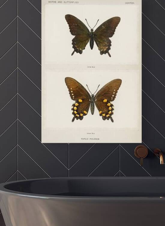 Blue Swallowtail Papilio Philenor from Moths and butterflies of the United States 1900 by Sherman F. Denton 1856-1937.  by IStockHistory com