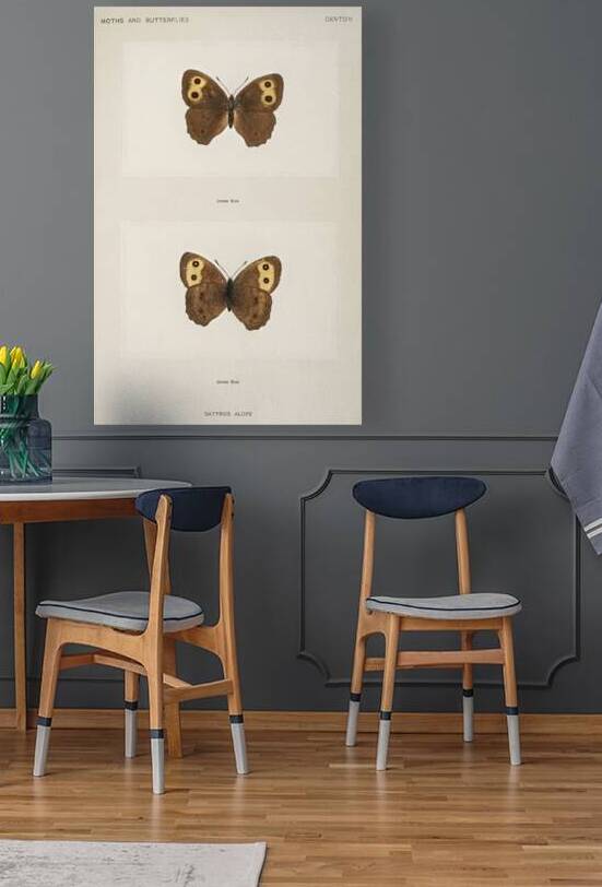 Wood-nymph Satyrus Alope from Moths and butterflies of the United States 1900 by Sherman F. Denton 1856-1937.  by IStockHistory com