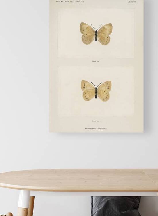 Eyed Brown Butterfly Neonympha Canthus from Moths and Butterflies of the United States 1900 by Sherman F. Denton 1856-1937.  by IStockHistory com