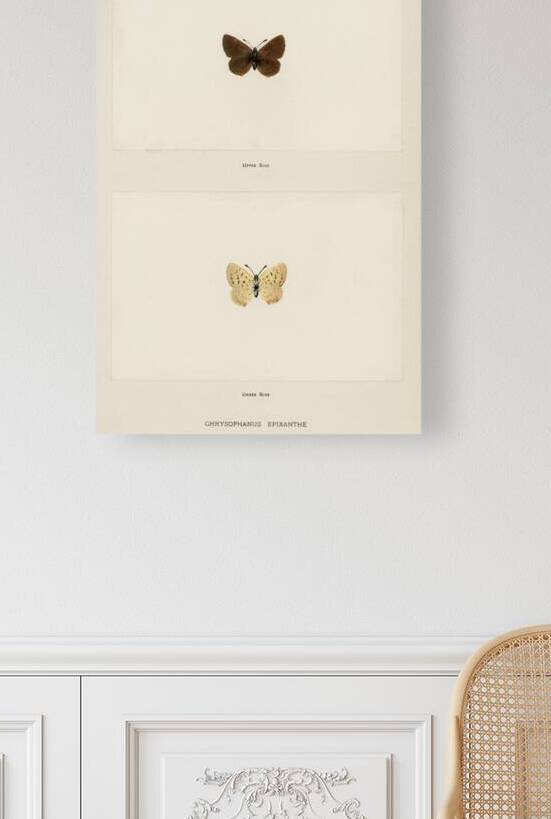 Giant Swallowtail Papilio Cresphontes from Moths and butterflies of the United States 1900 by Sherman F. Denton 1856-1937.  by IStockHistory com