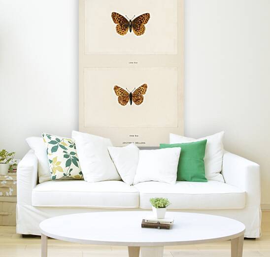 Meadow Fritillary Argynnis Bellona from Moths and butterflies of the United States 1900 by Sherman F. Denton 1856-1937.  by IStockHistory com