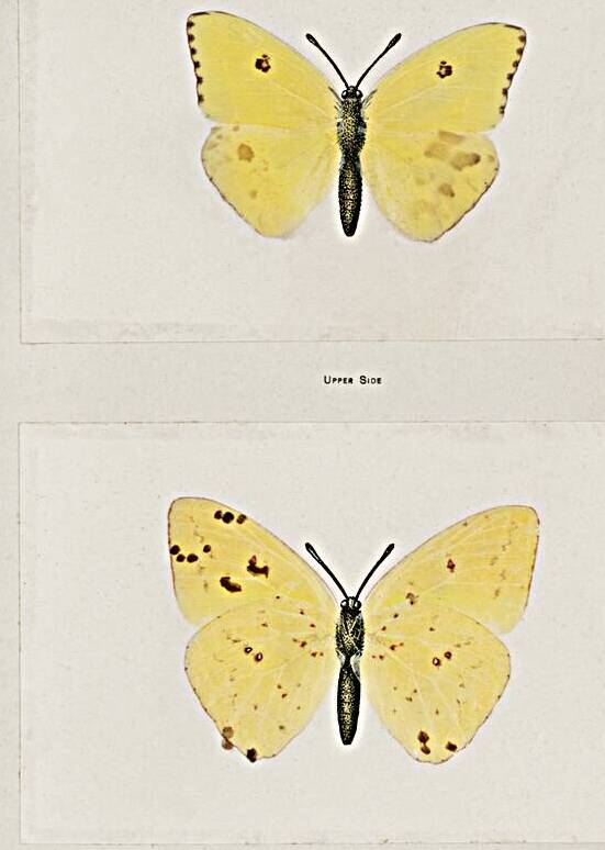 Cloudless Sulphur Callidryas Eubule from Moths and butterflies of the United States 1900 by Sherman F. Denton 1856-1937.  by IStockHistory com