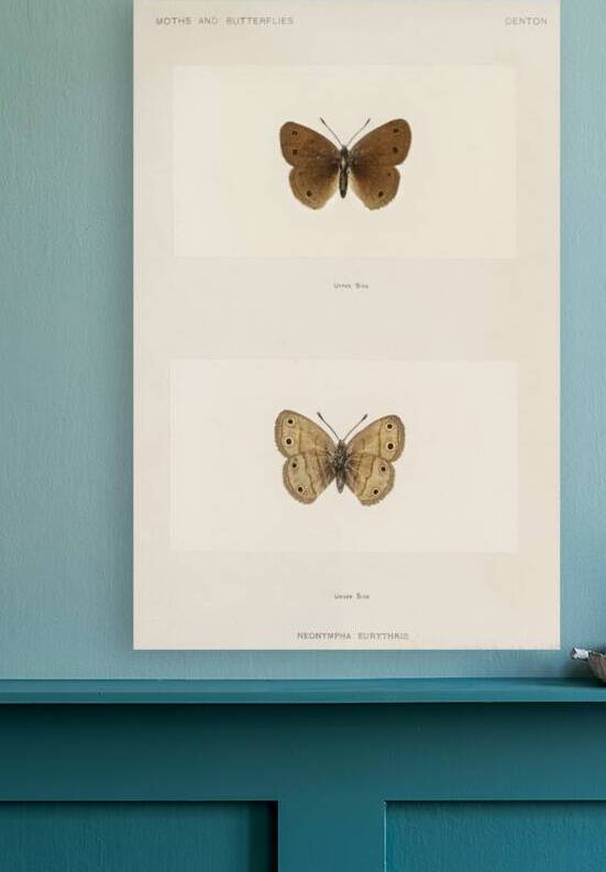 Wood Satyrus Neonympha Eurythris from Moths and butterflies of the United States 1900 by Sherman F. Denton 1856-1937.  by IStockHistory com