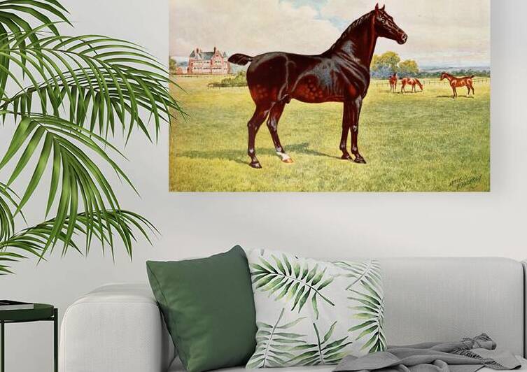 Dual Champion Pony Stallion Berkeley Model After Penry Powell Palfrey English 1830 - 1902 by IStockHistory com