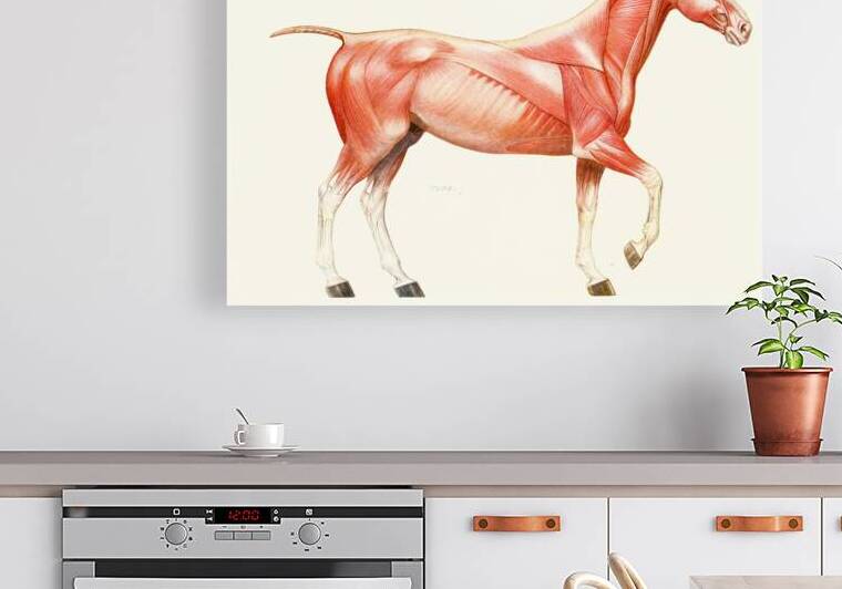 The Muscular System of the Horse Amedeo John Engel Terzi Italian 1872-1956 by IStockHistory com
