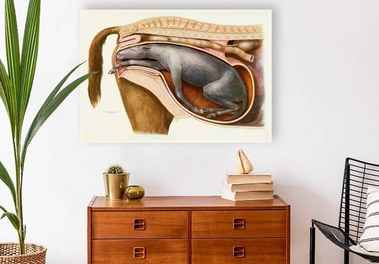 A Mal-Presentation Amedeo John Engel Terzi Italian 1872-1956 by IStockHistory com