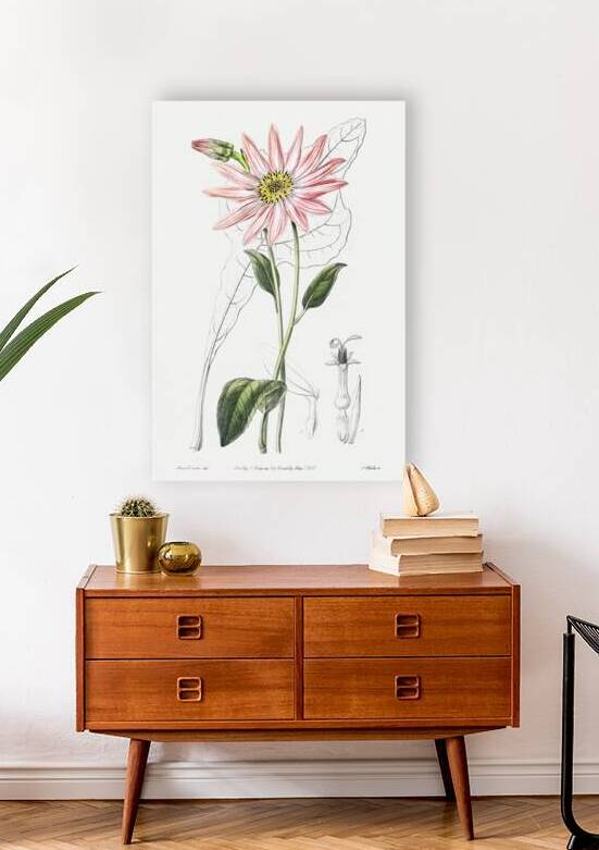 Mr. Dicksons echinacea from Edwards Botanical Register 1829-1847  by Sydenham Edwards John Lindley and James Ridgway. by IStockHistory com