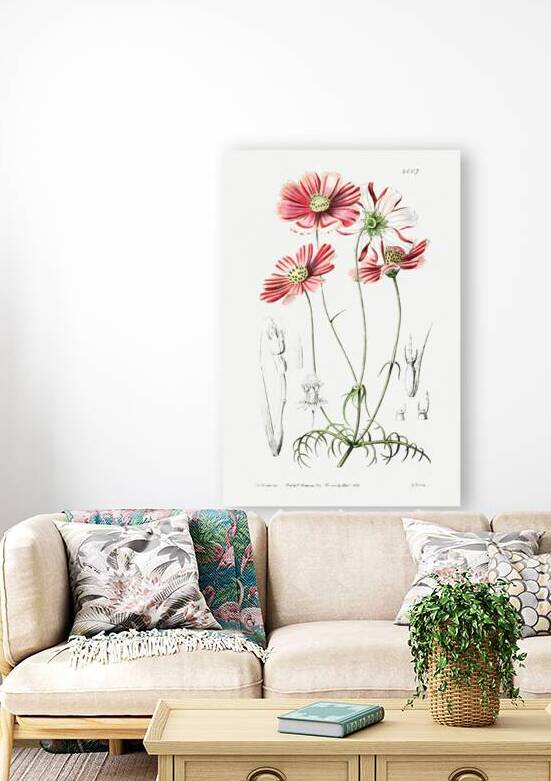 Fine-leaved cosmus from Edwards Botanical Register 1829-1847  by Sydenham Edwards John Lindley and James Ridgway. by IStockHistory com