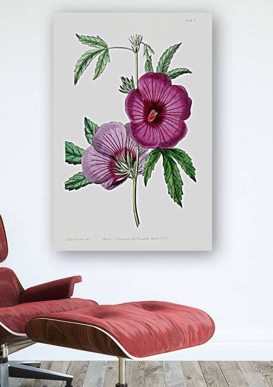 Mr.Lindleys Hibiscus from Edwards Botanical Register 1829-1847  by Sydenham Edwards John Lindley and James Ridgway. by IStockHistory com