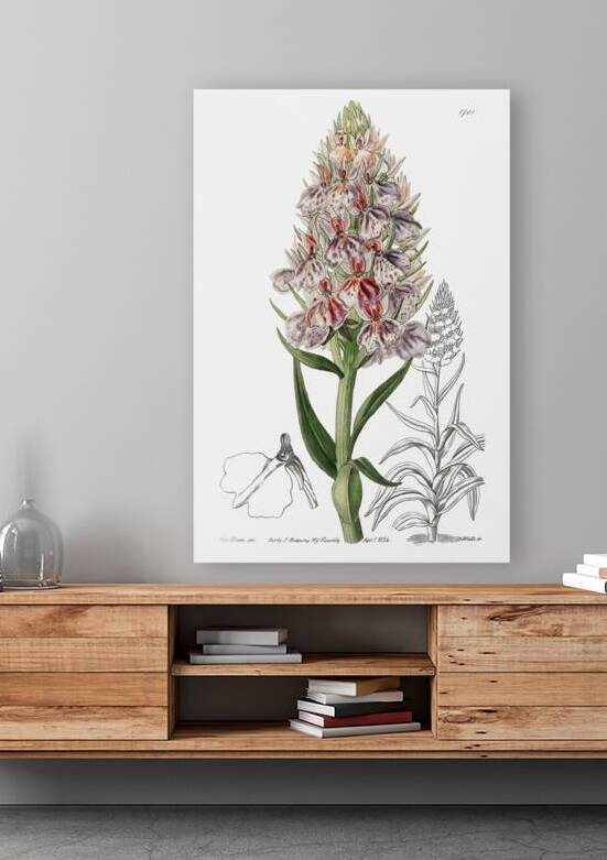 Leafy spiked orchis from Edwards Botanical Register 1829-1847  by Sydenham Edwards John Lindley and James Ridgway. by IStockHistory com