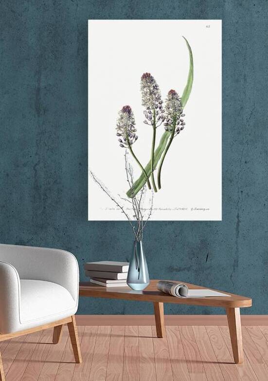 Meadow squill from Edwards Botanical Register 1829-1847  by Sydenham Edwards John Lindley and James Ridgway. by IStockHistory com