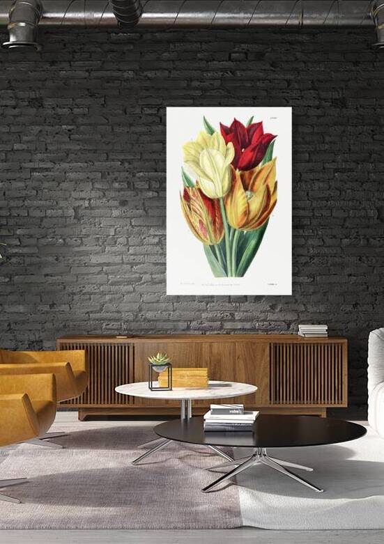 Rough stemmed tulip from Edwards Botanical Register 1829-1847  by Sydenham Edwards John Lindley and James Ridgway. by IStockHistory com