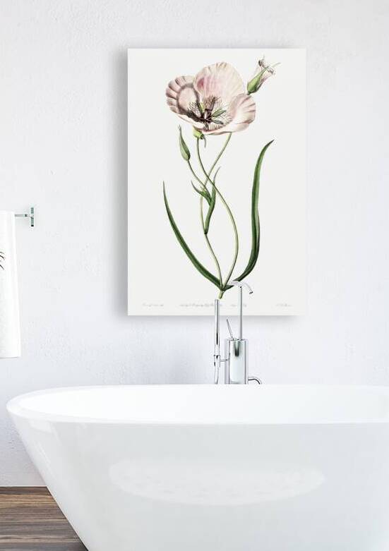 atiny calochortus from Edwards Botanical Register 1829-1847  by Sydenham Edwards John Lindley and James Ridgway. by IStockHistory com