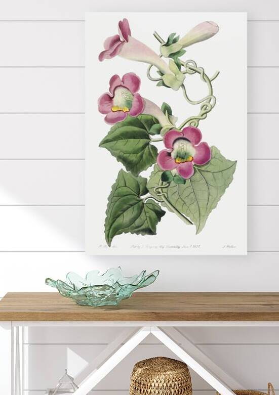 Blushing lophospermum from Edwards Botanical Register 1829-1847  by Sydenham Edwards John Lindley and James Ridgway. by IStockHistory com