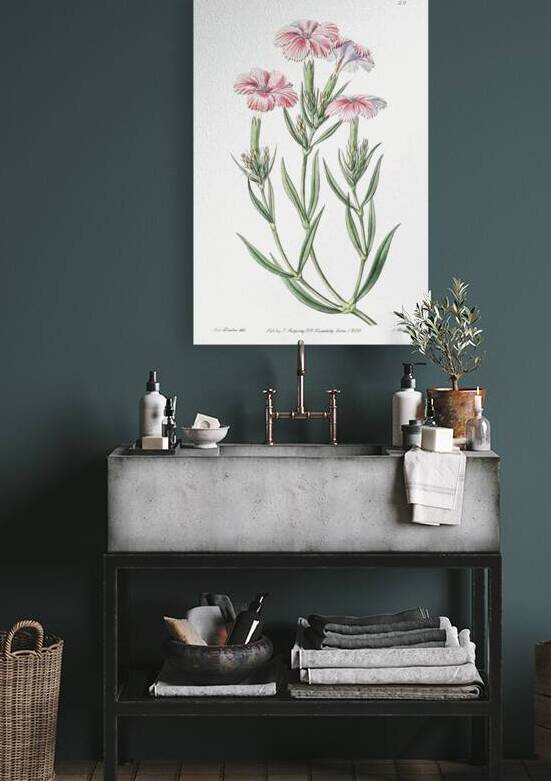 Prince Bisignanos tree pink from Edwards Botanical Register 1829-1847  by Sydenham Edwards John Lindley and James Ridgway. by IStockHistory com