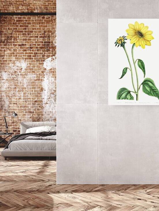 Trumpet stalked sunflower from Edwards Botanical Register 1829-1847  by Sydenham Edwards John Lindley and James Ridgway. by IStockHistory com