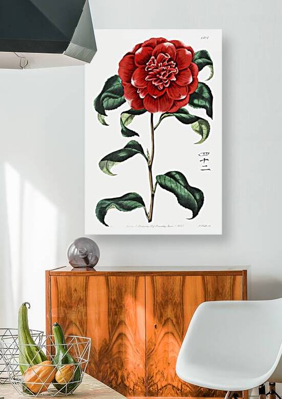 Mr. Reevess crimson camellia from Edwards Botanical Register 1829-1847  by Sydenham Edwards John Lindley and James Ridgway. by IStockHistory com