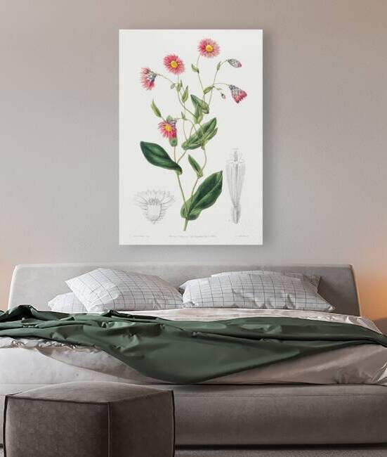 Captain Mangles rhodanthe from Edwards Botanical Register 1829-1847  by Sydenham Edwards John Lindley and James Ridgway. by IStockHistory com