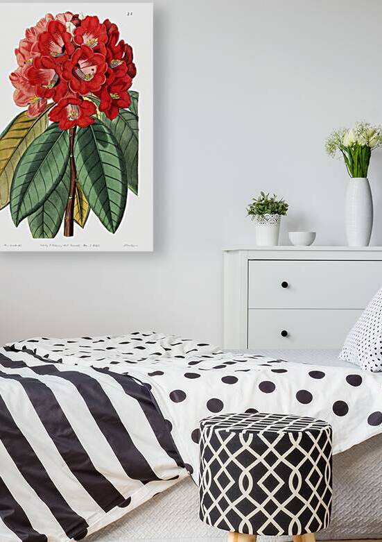 Rhododendron rollissonii from Edwards Botanical Register 1829-1847  by Sydenham Edwards John Lindley and James Ridgway. by IStockHistory com