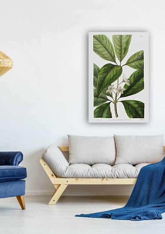 Large-leaved tristania from Edwards Botanical Register 1829-1847  by Sydenham Edwards John Lindley and James Ridgway. by IStockHistory com