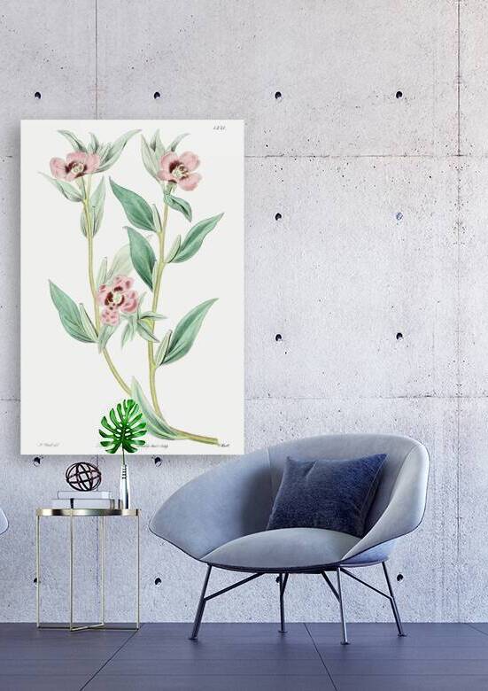 Long Branched Enothera from Edwards Botanical Register 1829-1847  by Sydenham Edwards John Lindley and James Ridgway. by IStockHistory com