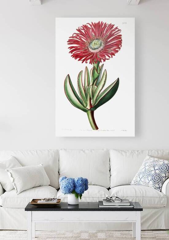 Red-Edged Fig Marigold from Edwards Botanical Register 1829-1847  by Sydenham Edwards John Lindley and James Ridgway. by IStockHistory com