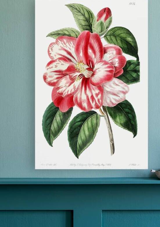 Donckelaers japan camelia from Edwards Botanical Register 1829-1847  by Sydenham Edwards John Lindley and James Ridgway. by IStockHistory com