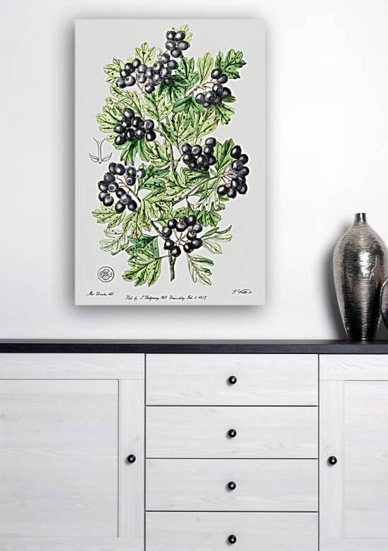 Hairy leaved black hawthorn from Edwards Botanical Register 1829-1847  by Sydenham Edwards John Lindley and James Ridgway. by IStockHistory com