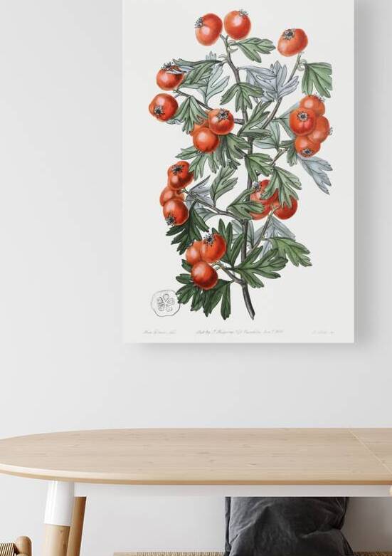 Sweetest-scented hawthorn from Edwards Botanical Register 1829-1847  by Sydenham Edwards John Lindley and James Ridgway. by IStockHistory com