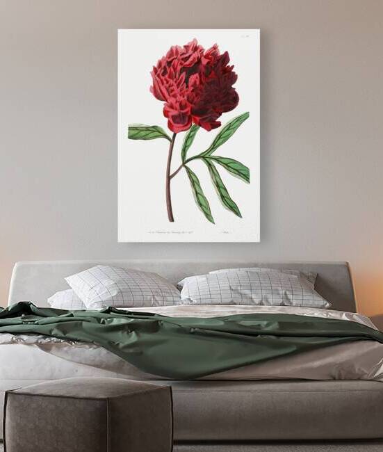 Potts Chinese peony from Edwards Botanical Register 1829-1847  by Sydenham Edwards John Lindley and James Ridgway. by IStockHistory com