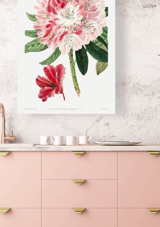 The lovely rhododendron from Edwards Botanical Register 1829-1847  by Sydenham Edwards John Lindley and James Ridgway. by IStockHistory com