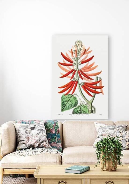 Naked-flowering Erythrina from Edwards Botanical Register 1829-1847  by Sydenham Edwards John Lindley and James Ridgway. by IStockHistory com