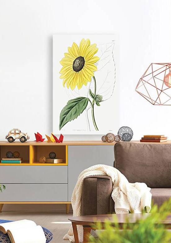 Californian Sunflower from Edwards Botanical Register 1829-1847  by Sydenham Edwards John Lindley and James Ridgway. by IStockHistory com