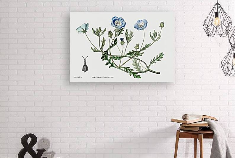 Shewy nemophila from Edwards Botanical Register 1829-1847  by Sydenham Edwards John Lindley and James Ridgway. by IStockHistory com