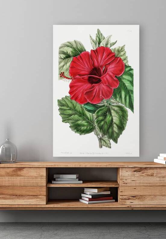 Single-flowered Chinese rose mallow from Edwards Botanical Register 1829-1847  by Sydenham Edwards John Lindley and James Ridgway. by IStockHistory com